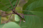 American smoketree